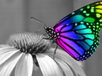 The Butterfly Effect Manifesto