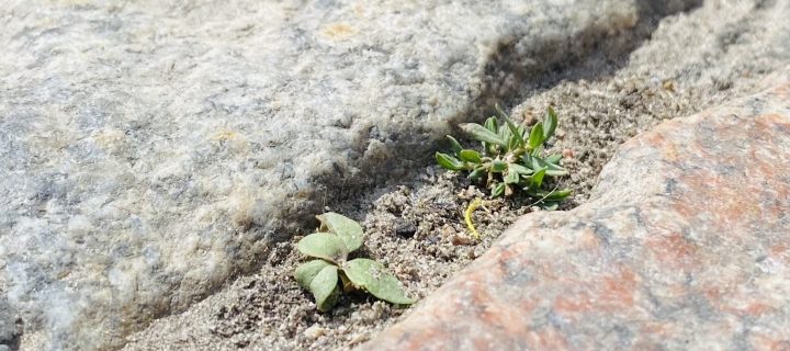 Seeds of Hope: How to Intertwine Larp and Ecological Activism